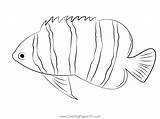 Angel Fish Coloring Pages sketch template