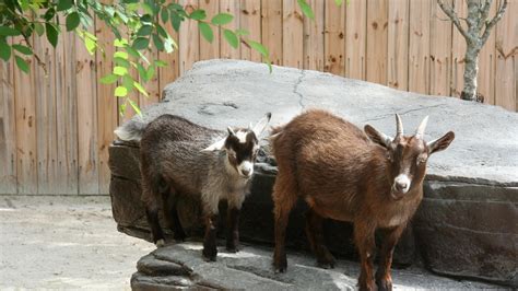 Pygmy Goat Attraction | Central Florida Zoo Animals