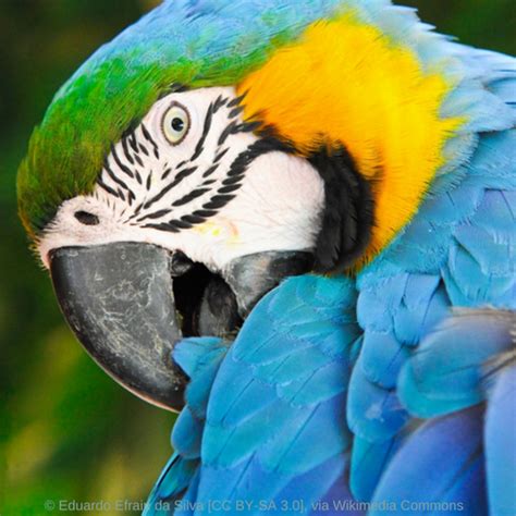 Macaw Parrot Resources – World Parrot Trust WP