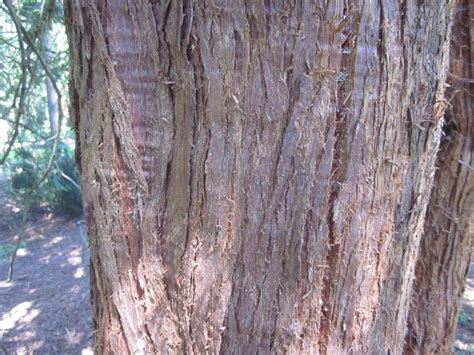 Western Red Cedar - Tree Guide UK - Western Red Cedar identification