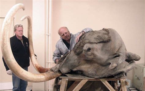 This is the head of a Woolly Mammoth that was preserved for 22,500 years under the Siberian ice ...