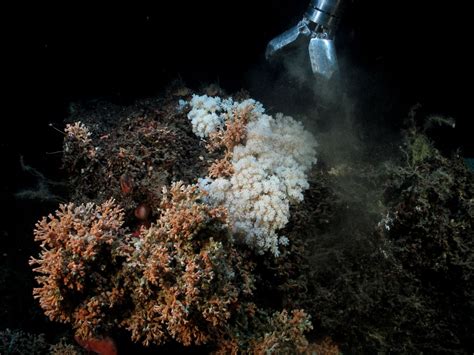 deep sea – Seabed Habitats