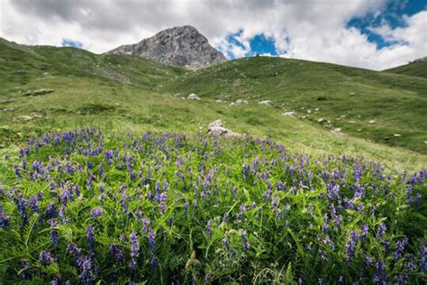 Phocis 이미지 – 찾아보기 800 스톡 사진, 벡터 및 비디오 | Adobe Stock