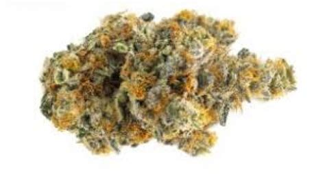 Collins Ave Strain | Information & Reviews | Flavor Fix