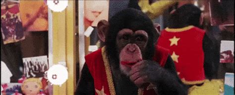 Smiling Monkey GIFs - Find & Share on GIPHY