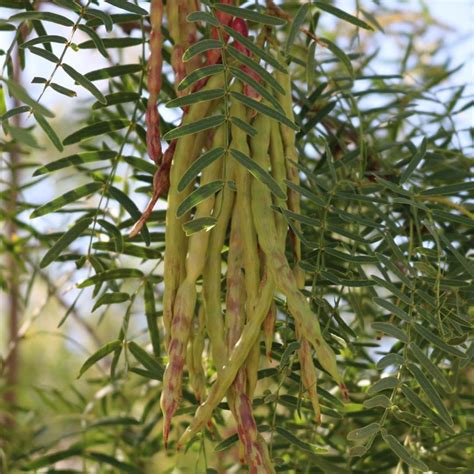 Honey mesquite – The Chinati Foundation