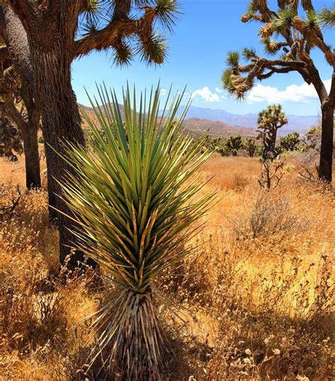 Joshua Trees facing extinction | News