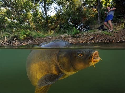 Wallpaper : lake, fish, wildlife, underwater, split view, carp, biology ...