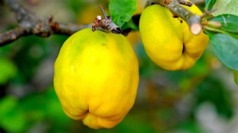 Membrillo, una fruta en la corona | Secretaría de Agricultura y ...