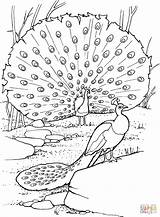 Peacock coloring pages To Download And Print For Free sketch template