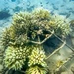 Coral Bleaching 2013 & 2015 - Marine Savers