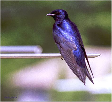 Purple Martin | Purple martin, Birds of georgia, Cute animals