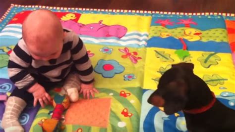 Dachshund Tries to Teach Baby to Play Fetch