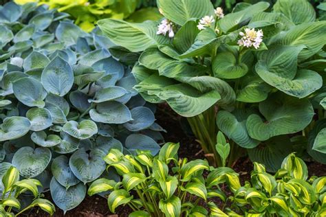 20 Low-Maintenance Perennials for Shade Gardens