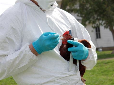 MN turkey growers want bird flu vaccine, but it's no cure-all | MPR News