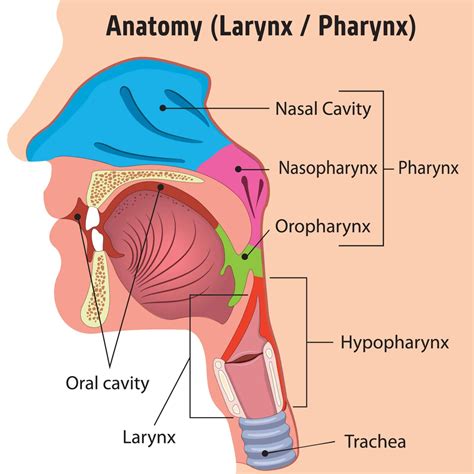 What Is LPR? What Is the Pharynx? - Dr. Jamie Koufman