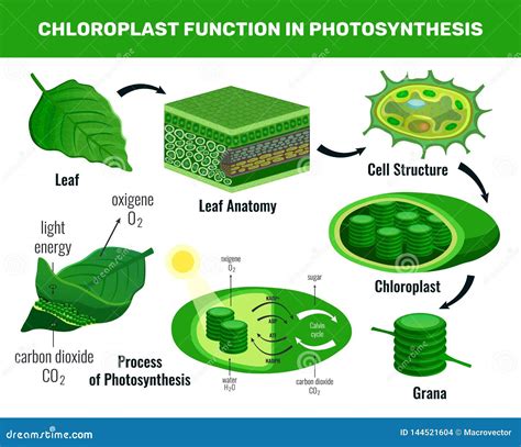 Chloroplast Photosynthesis Infographic Elements Stock Vector ...