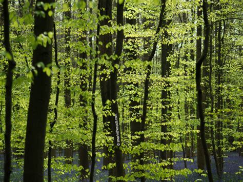 BLUEBELLS AT HALLERBOS - S Marks The Spots