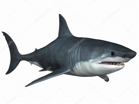 Great White Shark Stock Photo by ©Digitalstudio 2651623