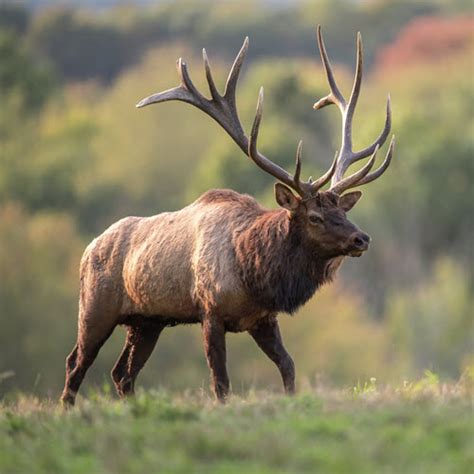 Elk vs Moose Comparison (what are the differences?) - World Deer