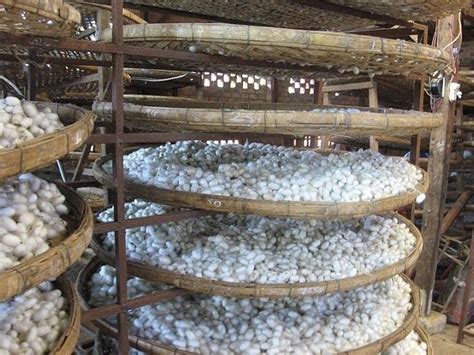 How Silk is made from Silkworms? | DocumentaryTube