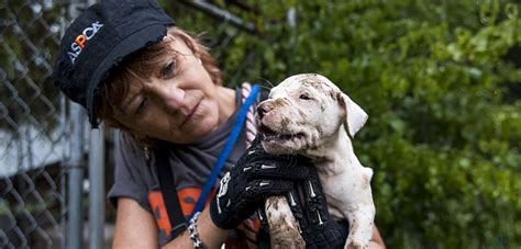 An Inside Look at a Dogfighting Rescue | ASPCA