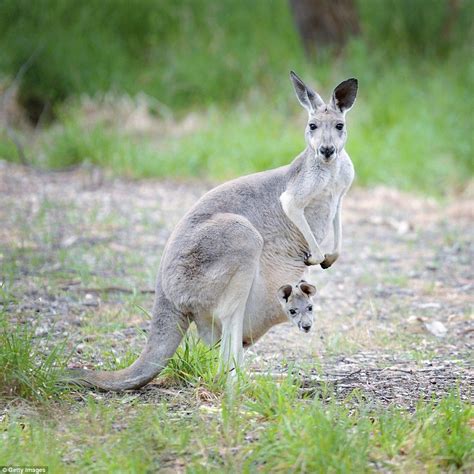 Find out the clever and bizarre ways Australian animals have evolved | Australia animals ...