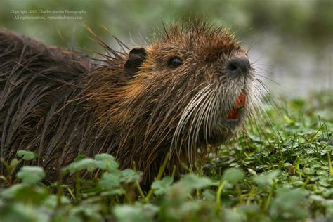 Louisiana Wildlife | | Louisiana Photography