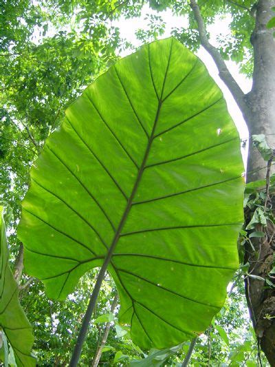 Giant Blue Elephant Ear Plant - Alocasia x odora var. azurea