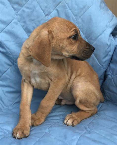 Mountain Cur Puppies For Sale | Ashland, OH #182383