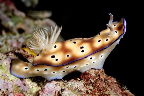 Nudibranchs Species