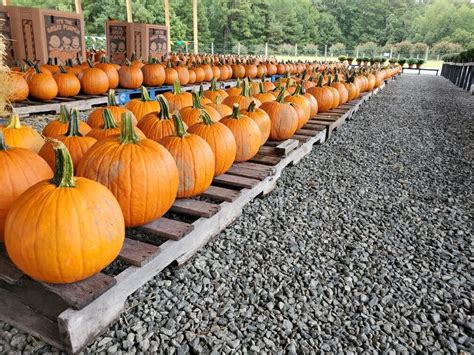 Pumpkin Patches, Hayrides and More - Cary Magazine