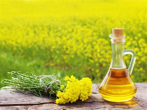 Can cooking meals in mustard oil aid weight loss?