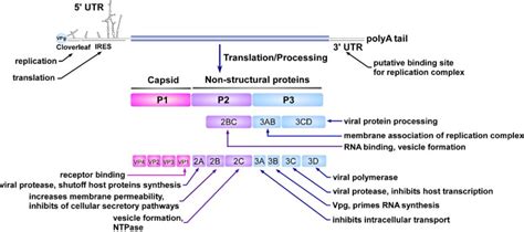 Viral and host proteins involved in picornavirus life cycle | Journal of Biomedical Science ...