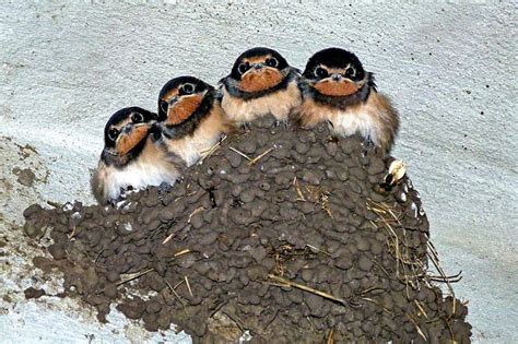 The Problems of Barn Swallows - Bird-X Blog