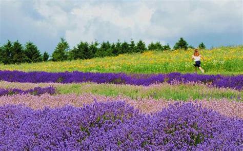 Where to see lavender fields, Cotswold lavender - Great British Gardens