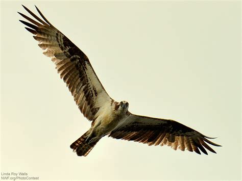 Is the Seahawk a Real Bird? : The National Wildlife Federation Blog