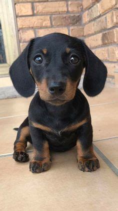 100 Best Baby Weiner dogs ideas | dogs, weiner dog, weenie dogs