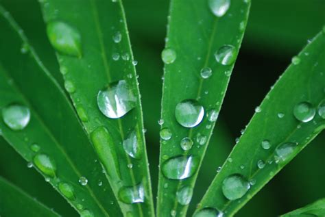 1920x1080 resolution | water droplets on green leaves HD wallpaper | Wallpaper Flare