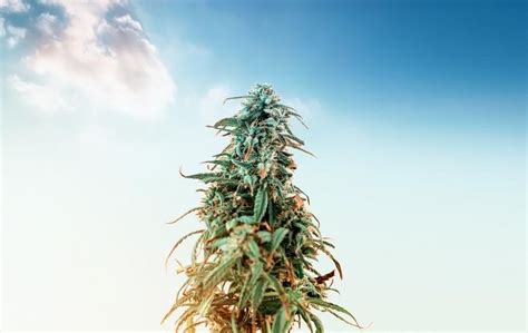 The Best Hybrid Cannabis Strains - Azarius