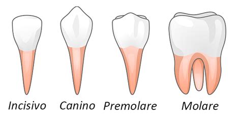 Quanti sono i denti, la struttura delle arcate dentali - Centro ...