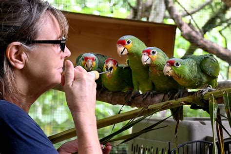 ‘The Bird Lady’ Saves Endangered Parrots in Belize - Bluedot Living