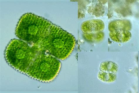 Protist Images: Cosmarium