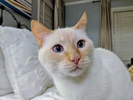 10 Flame Point Siamese Cat Personality Traits And Behaviors