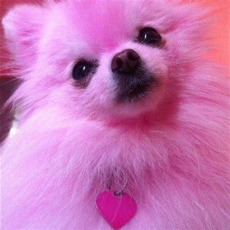 All the things I love about the Bold Pomeranians Lively Pomeranian Puppies #pomeranianinsta # ...