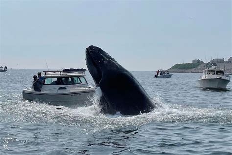 ‘I think everyone was shocked’: Father and son capture video of whale ...