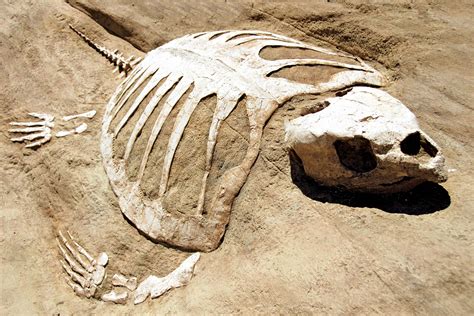 Fossil of Huge Turtle Discovered - RobinAge