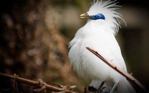 Bali Starling: The Beauty from Bali - Lovina Bali Taxi Service