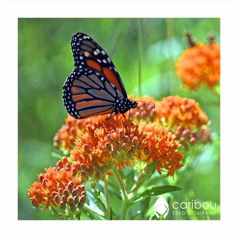 monarch butterfly garden kit - Caribou Seed Company