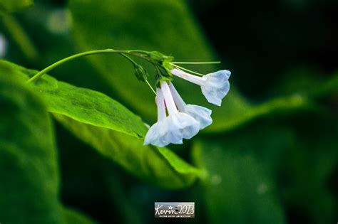 Macro Flower on Behance